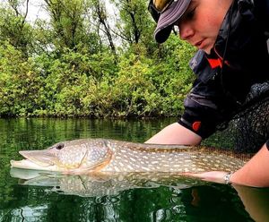 Northern Pike