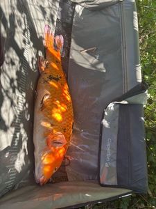 Koï Fish