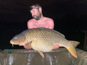 Common Carp
