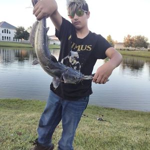 Channel Catfish