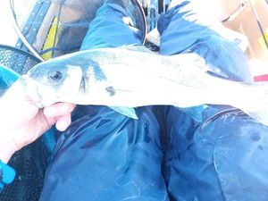 European Bass (Seabass)