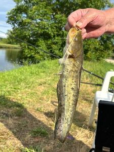 Black Bullhead