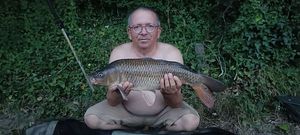 Common Carp