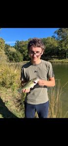 Largemouth Bass