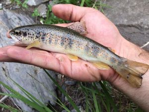 Brown Trout