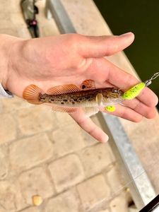 Round Goby