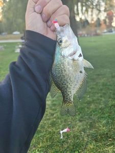 Black Crappie
