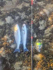 European Bass (Seabass)