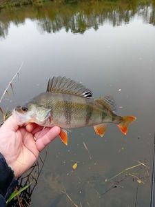 European Perch