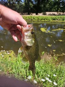 Largemouth Bass