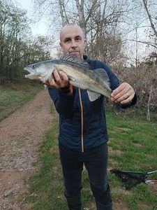 Zander