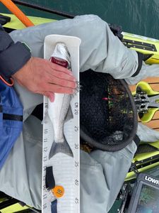 European Bass (Seabass)