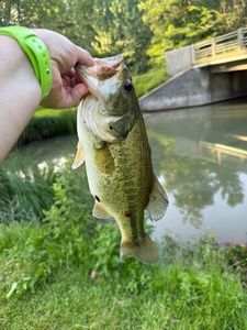 Largemouth Bass