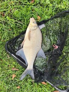 Common Bream
