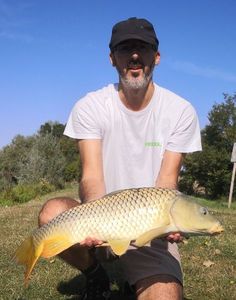 Common Carp