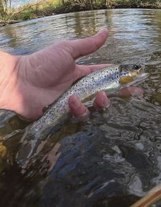 Brown Trout