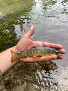 Brown Trout