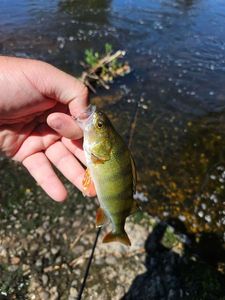 European Perch