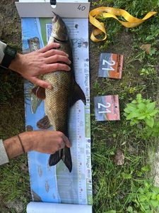Barbel