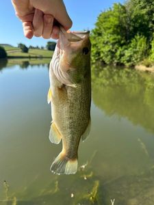 Largemouth Bass