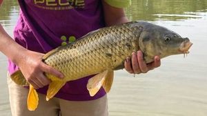 Common Carp