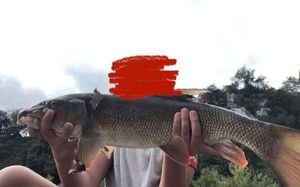 Barbel