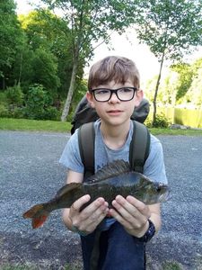 European Perch