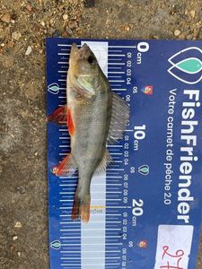 European Perch