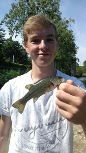 Smallmouth Bass