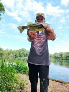 Largemouth Bass