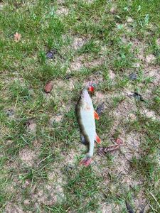 European Perch