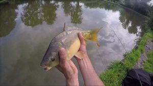 Mirror Carp