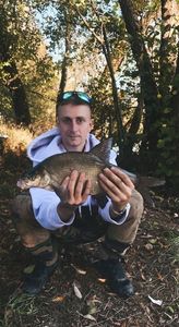 Common Bream