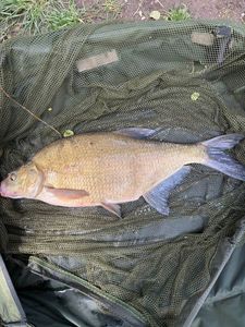 Common Bream