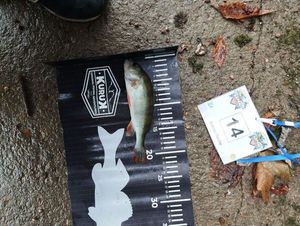 European Perch