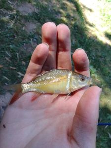 Mirror Carp