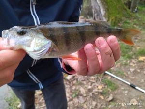 European Perch