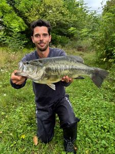 Largemouth Bass