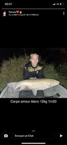 Grass Carp