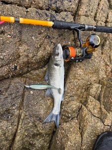 European Bass (Seabass)
