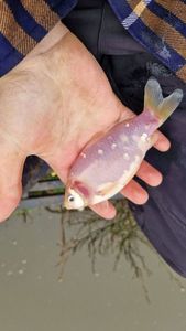 Crucian Carp
