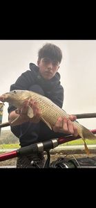 Common Carp