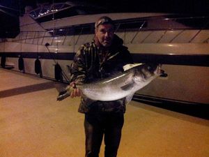 European Bass (Seabass)