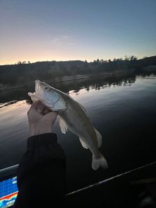 Zander