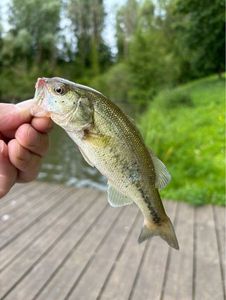Smallmouth Bass