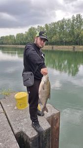 Common Bream