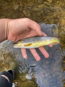 Brown Trout