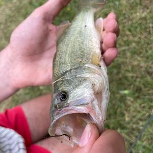 Smallmouth Bass