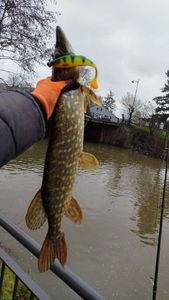 Northern Pike