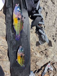 Corkwing Wrasse